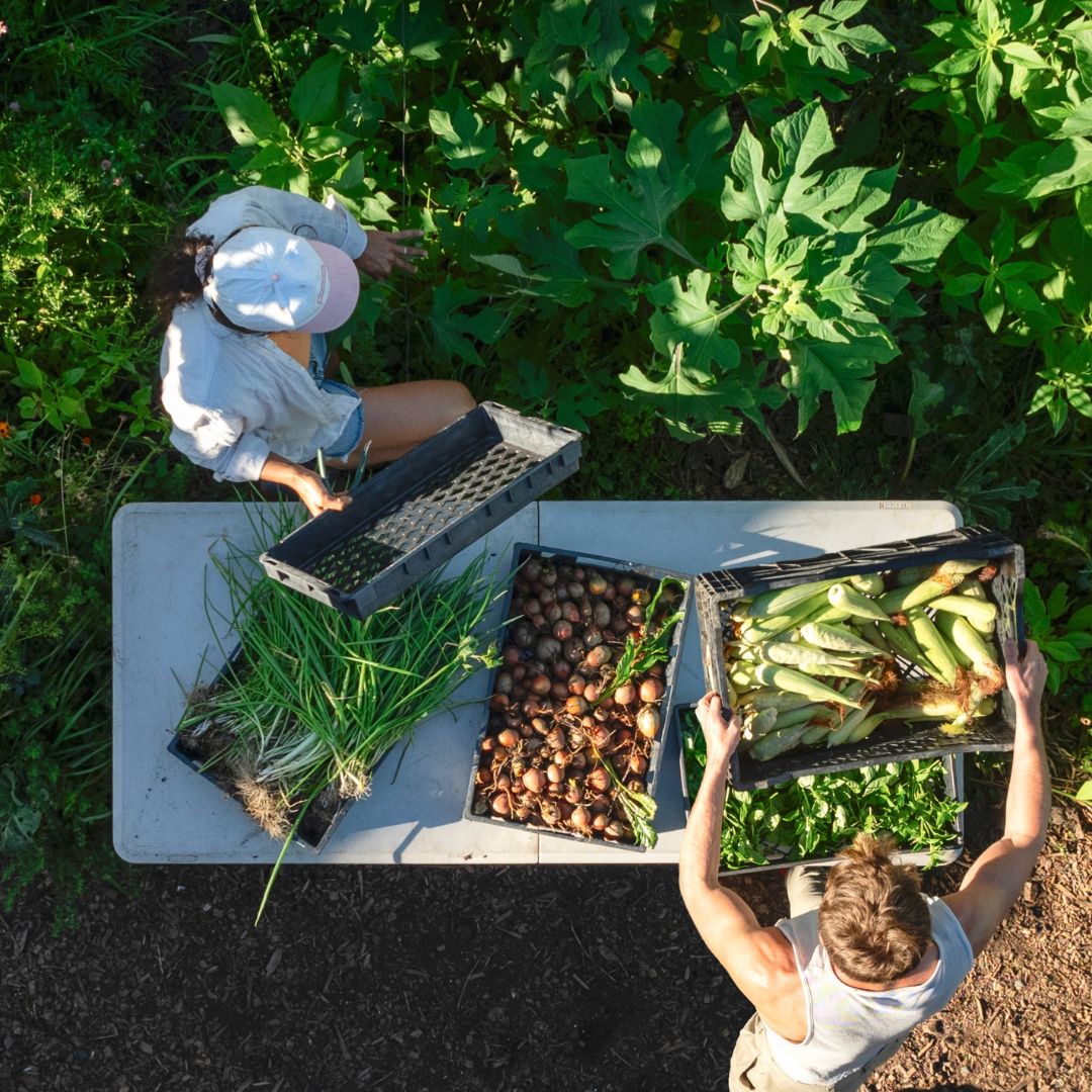 Why is Regenerative Gardening Important in Combating Climate Change?