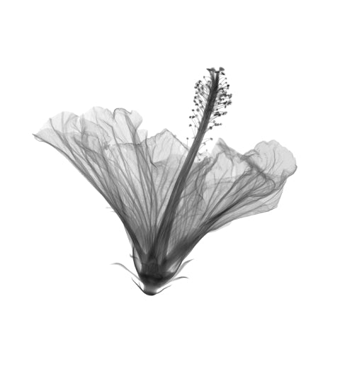 Hibiscus Syriacus Callus Extract