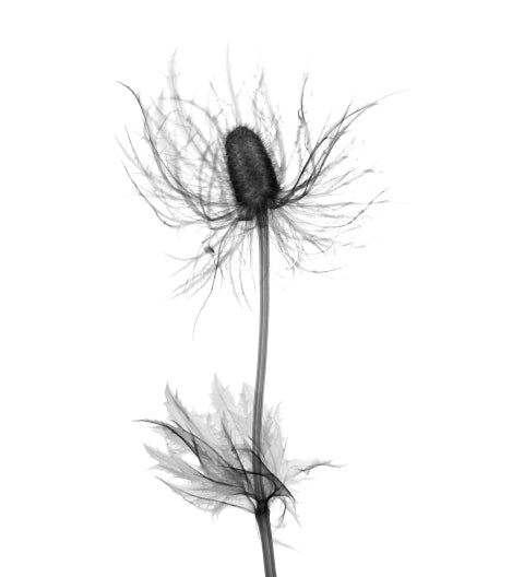 Silybum Marianum (Milk Thistle) Extract