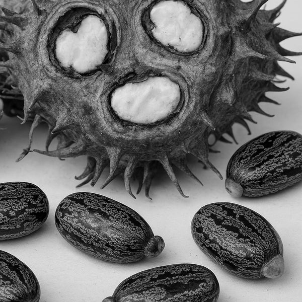 Ricinus Communis (Castor) Seed Oil (Organic)