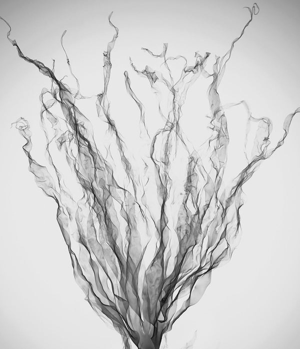 Alaria Esculenta Extract