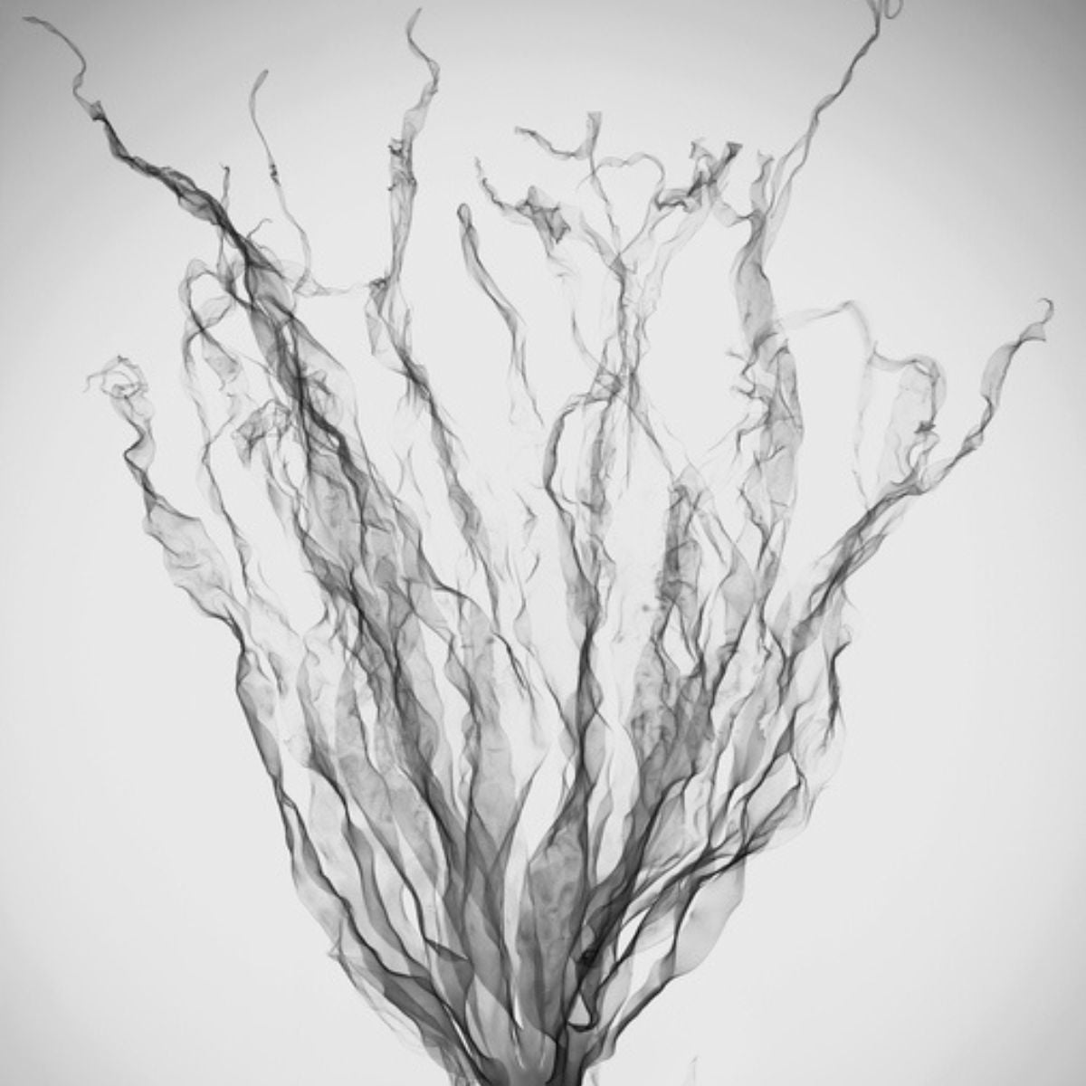 Ingredient Spotlight: Seaweed Extract