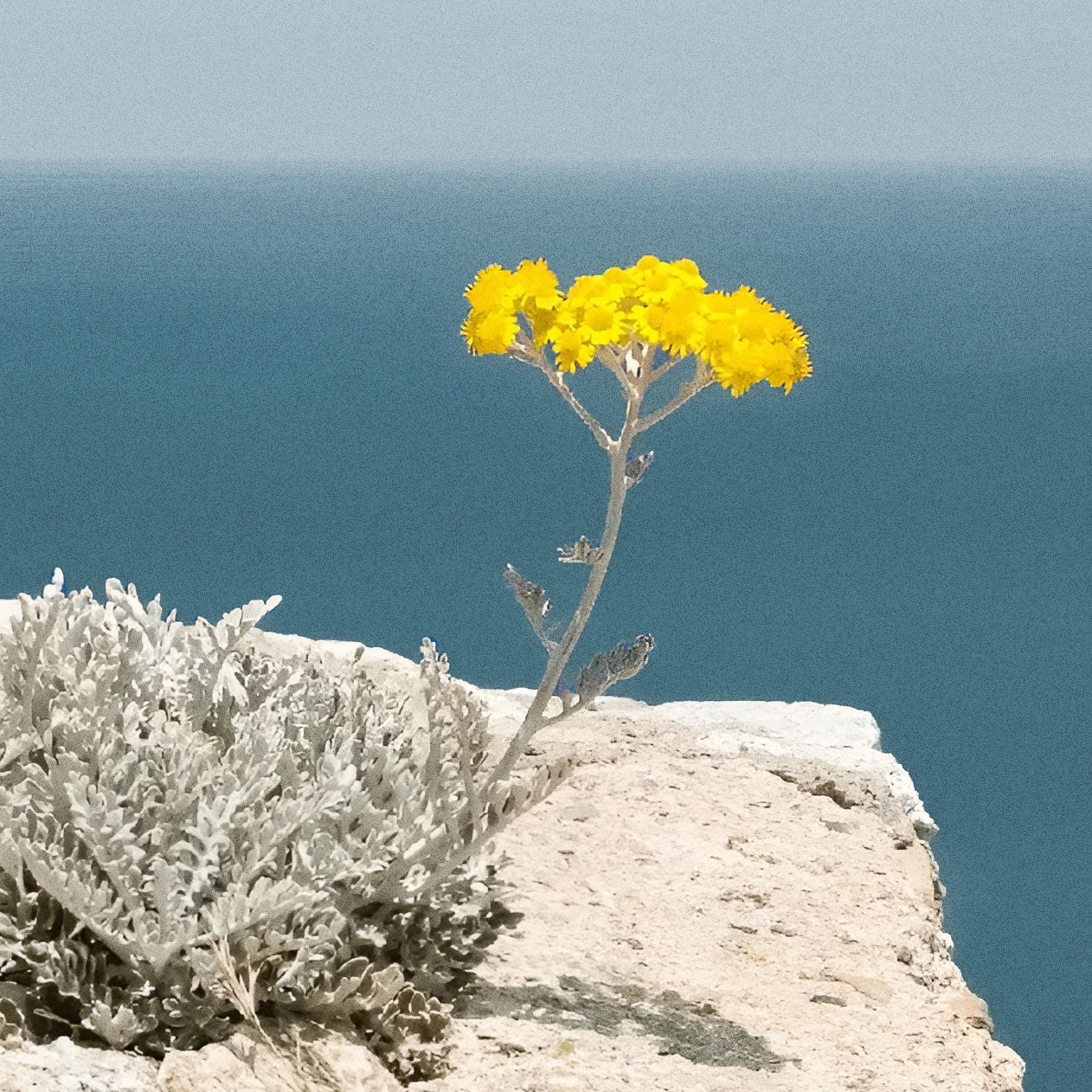Flower on a cliff